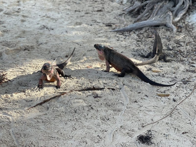 en la isla de las iguanas en bahamas