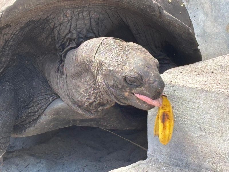 Alquiler-barcos-Seychelles-velero-catamaran-yate-motor-vacaciones-flotilla